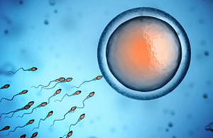 Stelletjes beginnen te snel aan ivf-behandeling